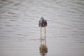 Tricolored heron Egretta tricolor forages for fish Royalty Free Stock Photo