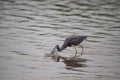 Tricolored heron Egretta tricolor forages for fish Royalty Free Stock Photo