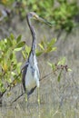 The tricolored heron (Egretta tricolor) Royalty Free Stock Photo