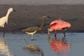 tricolored heron (Egretta tricolor) Fort De Soto Park Florida USA Royalty Free Stock Photo