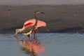 tricolored heron (Egretta tricolor) Fort De Soto Park Florida USA Royalty Free Stock Photo