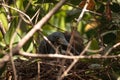 Tricolored heron Egretta tricolor sits on eggs