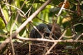 Tricolored heron Egretta tricolor sits on eggs