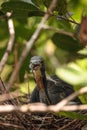 Tricolored heron Egretta tricolor sits on eggs