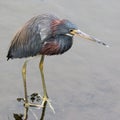 Tricolored Heron - Egretta tricolor Royalty Free Stock Photo