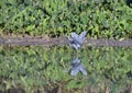 Tricolored heron (Egretta tricolor) with spread wings Royalty Free Stock Photo