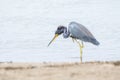 Tricolored Heron Egretta tricolor Stalking Prey on a Beach in Jalisco, Mexico Royalty Free Stock Photo