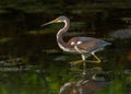 Tricolored heron Egretta tricolor