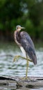 Tricolored heron (Egretta tricolor) wading in shallow water . Royalty Free Stock Photo