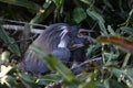 Tricolored Heron (Egretta tricolor) Wakodahatchee Wetlands Florida USA Royalty Free Stock Photo