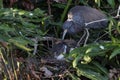 Tricolored Heron (Egretta tricolor) Wakodahatchee Wetlands Florida USA Royalty Free Stock Photo