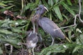 Tricolored Heron (Egretta tricolor) Wakodahatchee Wetlands Florida USA Royalty Free Stock Photo