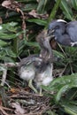 Tricolored Heron (Egretta tricolor) Wakodahatchee Wetlands Florida USA Royalty Free Stock Photo