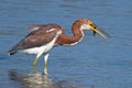 Tricolored Heron with Fish