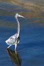 Tricolored Heron