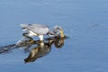 Tricolored Heron Fishing at Myakka River Park