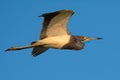 Tricolored Heron in Flight against Blue Sky Royalty Free Stock Photo