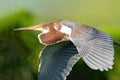 Tricolored Heron in Flight against Green Background Royalty Free Stock Photo