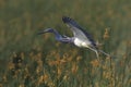 Tricolored Heron in Flight Royalty Free Stock Photo