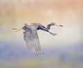 Tricolored Heron in Flight Royalty Free Stock Photo