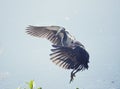 Tricolored Heron in Flight Royalty Free Stock Photo