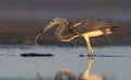 Tricolored Heron in Florida Royalty Free Stock Photo