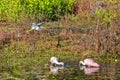 Tricolored Heron Flying Over Pond