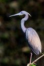 Tricolored Heron