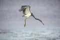 Tricolored Heron Hovering in Search of a Fish Royalty Free Stock Photo