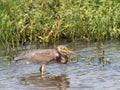Tricolored Heron Hunting in Shallow Water in Texas Royalty Free Stock Photo