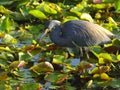 A tricolored heron hunts for prey Royalty Free Stock Photo