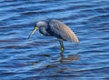 Tricolored Heron Looking at Merritt Island.National Wildlife Refuge, Florida Royalty Free Stock Photo