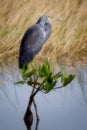 Tricolored Heron on a Mangrove