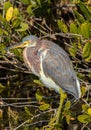 Tricolored Heron at Merritt Island.National Wildlife Refuge, Florida Royalty Free Stock Photo