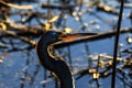 Tricolored Heron at Myakka