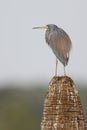 Tricolored Heron perched on a palm tree stump - Florida