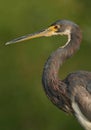 Tricolored heron portrait