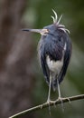 A Tricolored Heron Portrait Royalty Free Stock Photo