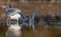 Tricolored Heron Portrait Royalty Free Stock Photo