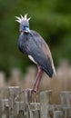 Tricolored Heron Portrait Royalty Free Stock Photo