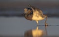 A Tricolored Heron Portrait Royalty Free Stock Photo