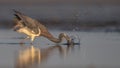 Tricolored Heron Portrait Royalty Free Stock Photo