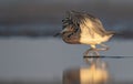 Tricolored Heron Portrait Royalty Free Stock Photo