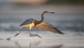 Tricolored Heron Portrait Royalty Free Stock Photo