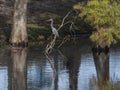 Tricolored Heron Posing Under the Cypress Trees Royalty Free Stock Photo