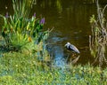 Tricolored Heron Reflecting in a Florida Wetland Royalty Free Stock Photo