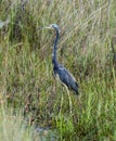 Tricolored Heron