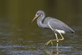 Tricolored Heron stalking a fish - St. Petersburg, Florida