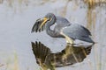 Tricolored Heron stalking its prey - Merritt Island Wildlife Ref Royalty Free Stock Photo