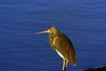 Tricolored Heron  14028 Royalty Free Stock Photo